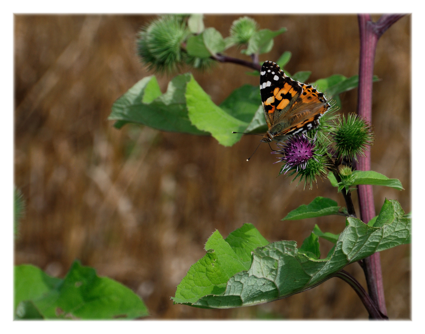 butterfly meets thistle