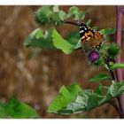 butterfly meets thistle