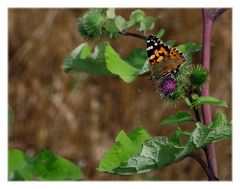 butterfly meets thistle