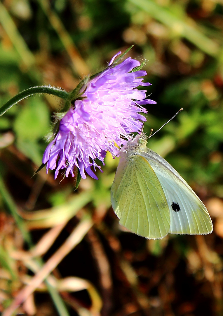 Butterfly mit Punkt