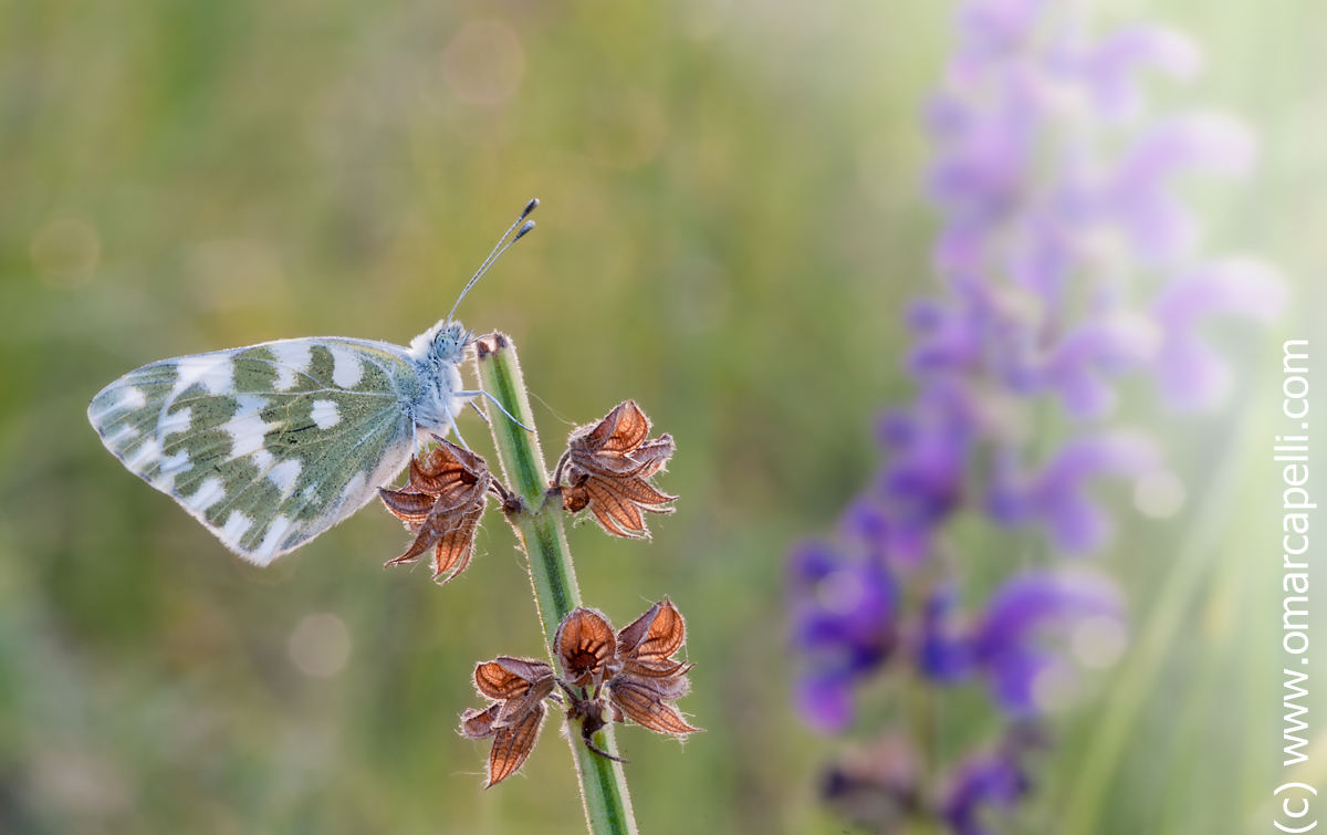 Butterfly morning