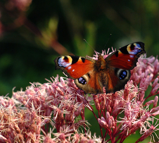 butterfly, my butterfly