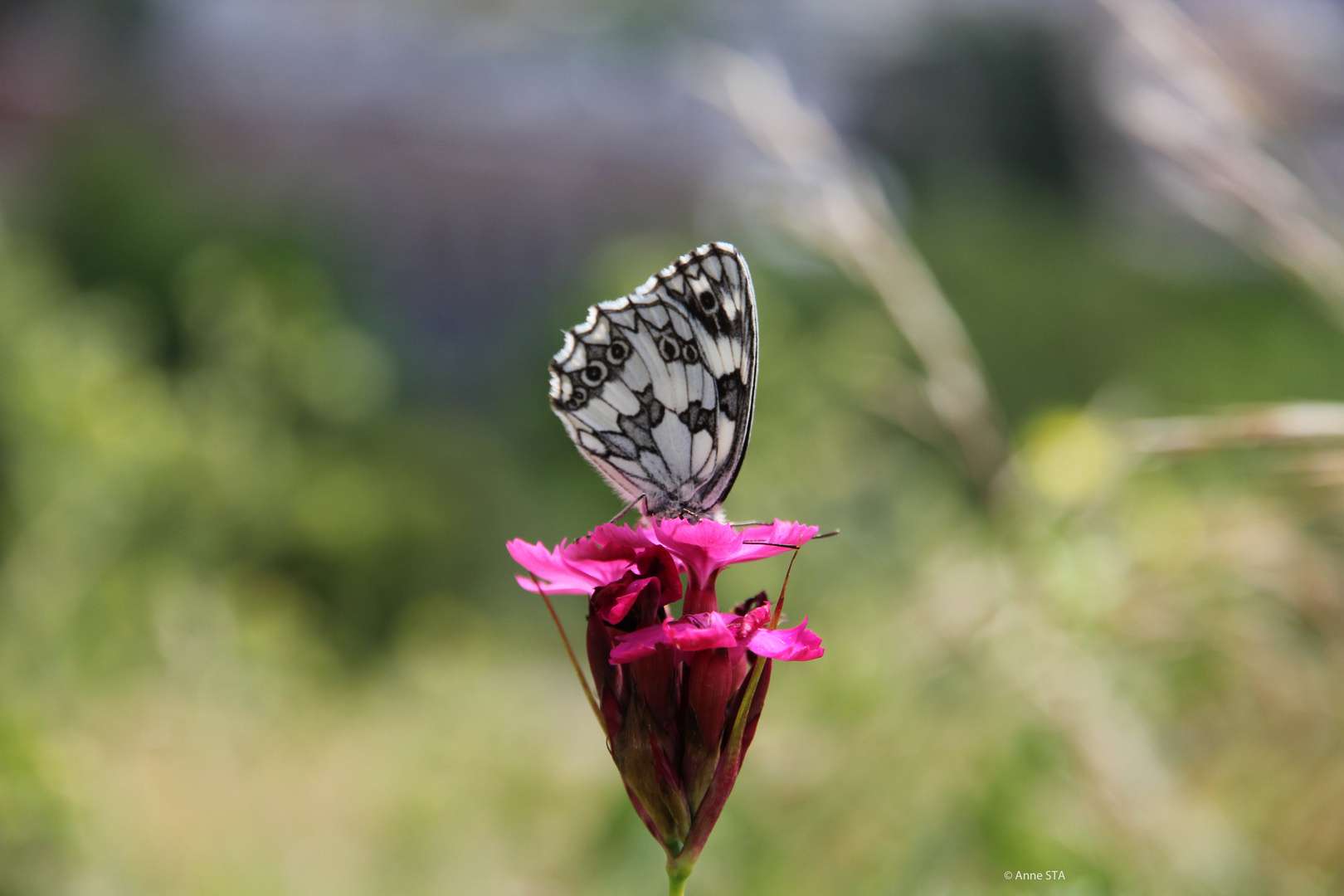 Butterfly my Butterfly