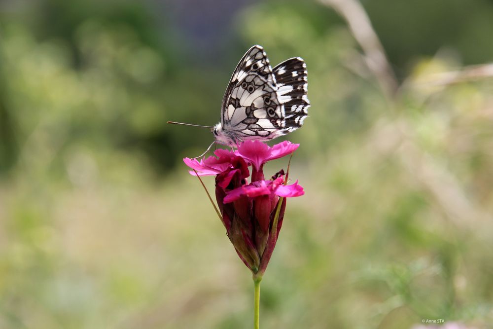 Butterfly my Butterfly Schachbrett