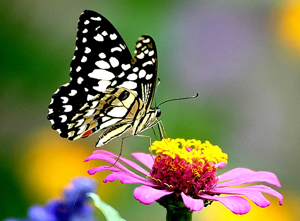 Butterfly n Flower