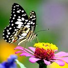 Butterfly n Flower