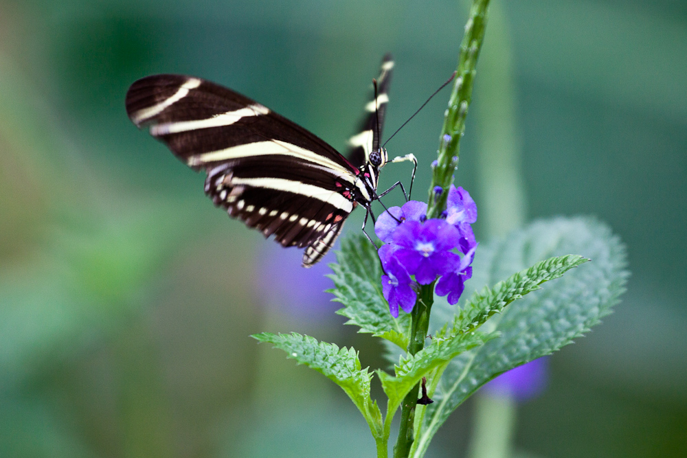 Butterfly No.1(Zebrafalter)