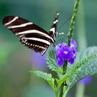 Butterfly No.1(Zebrafalter)