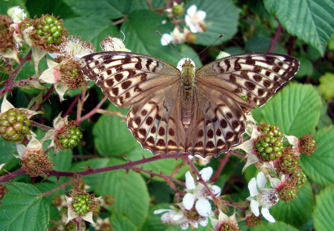 butterfly number two