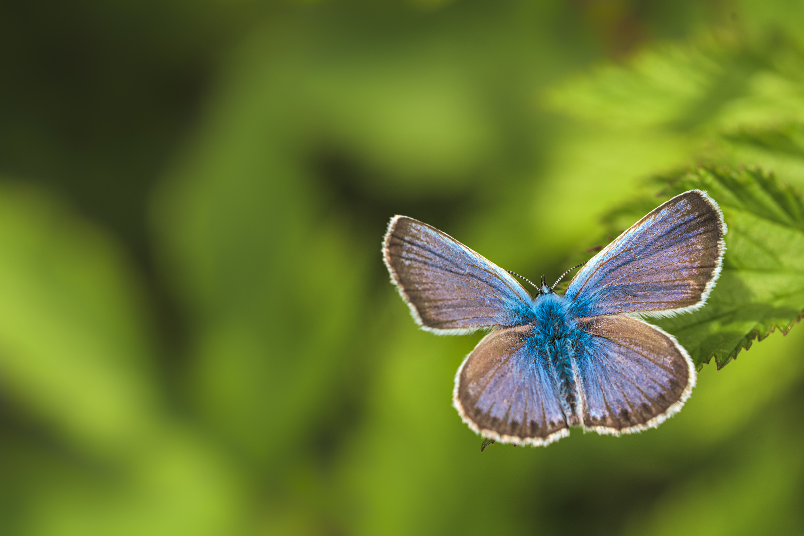 Butterfly of the blues