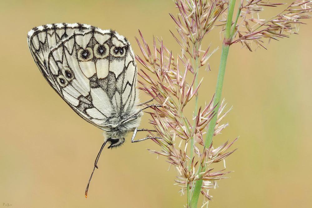  Butterfly of the Year 2019