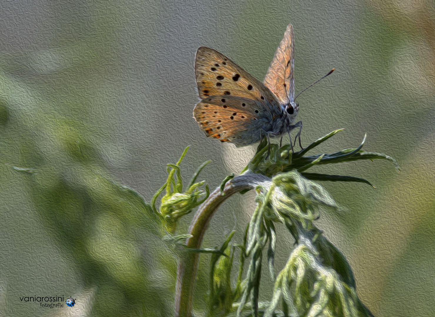 Butterfly oil