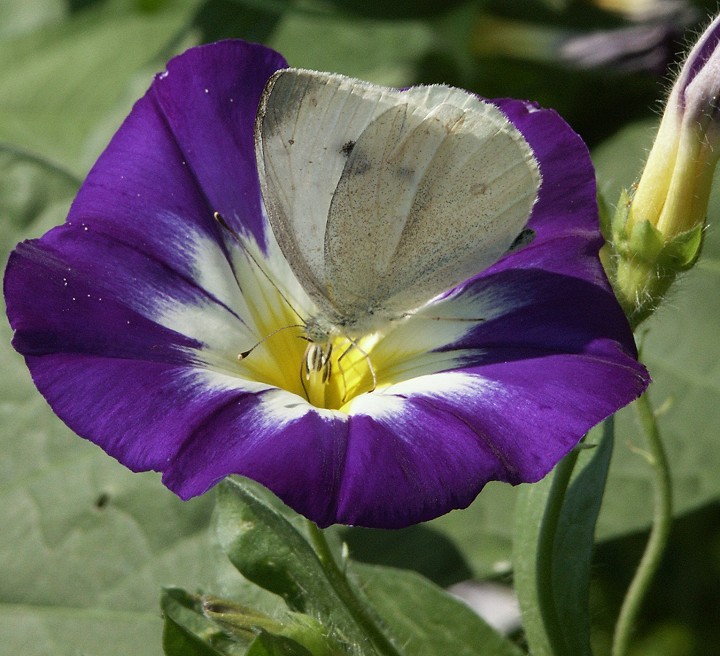 Butterfly on a violett flower