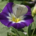 Butterfly on a violett flower