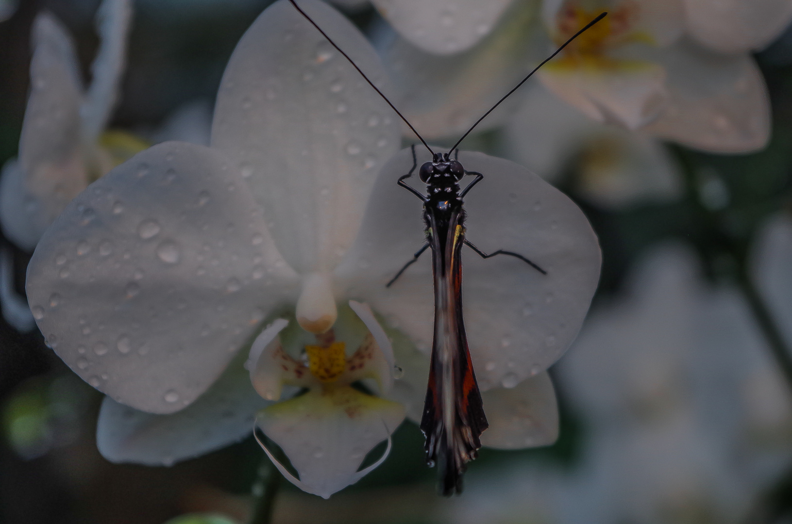 Butterfly on an Orchid