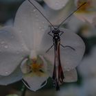 Butterfly on an Orchid