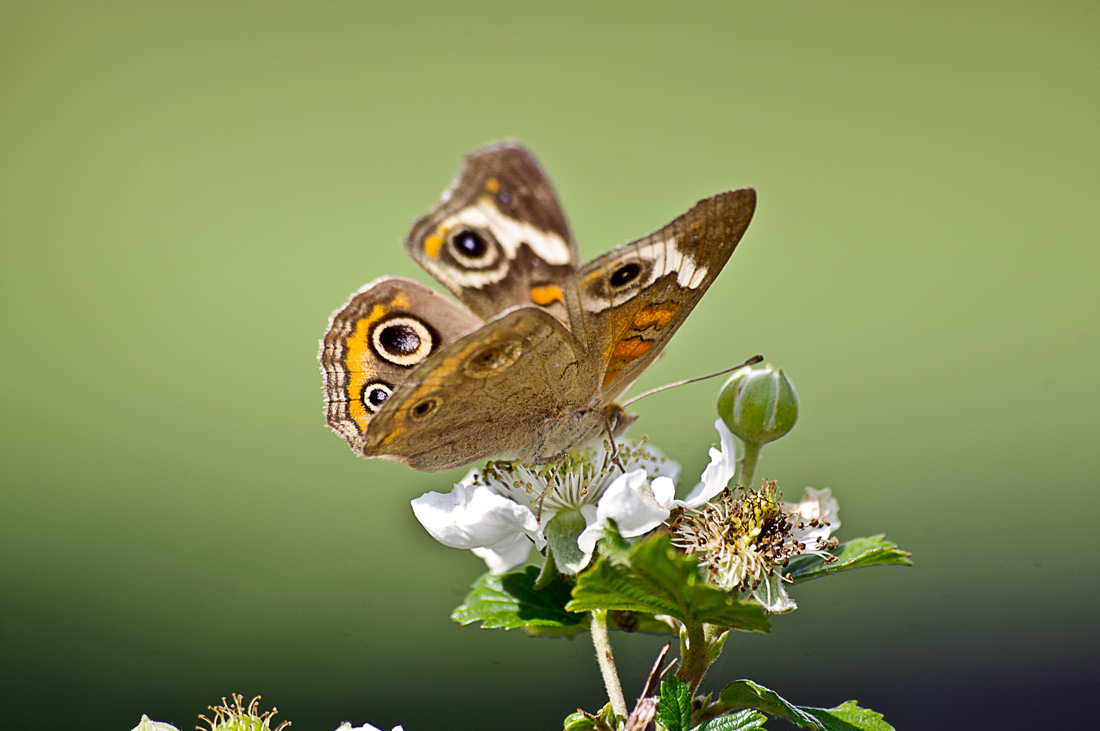 Butterfly on Blackberry