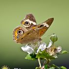 Butterfly on Blackberry