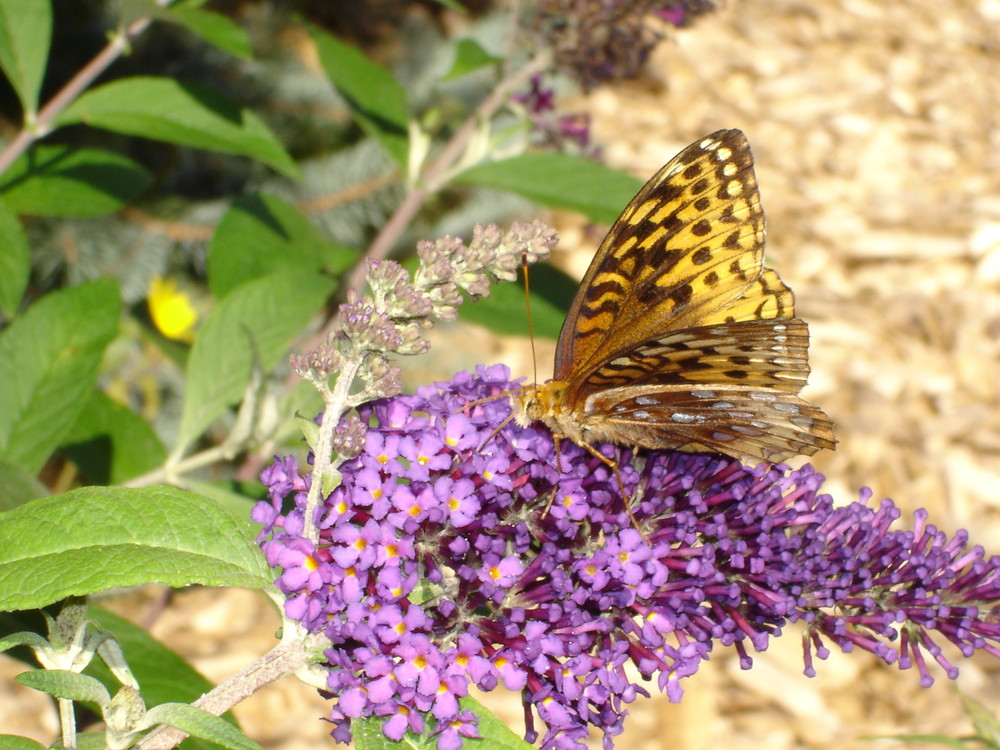 Butterfly on Butterfly bush