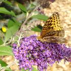 Butterfly on Butterfly bush