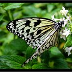 Butterfly on Canarian Island