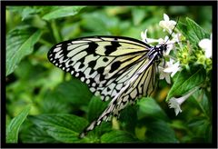 Butterfly on Canarian Island