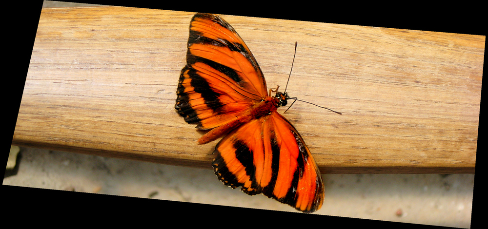 Butterfly on Fence