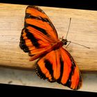 Butterfly on Fence