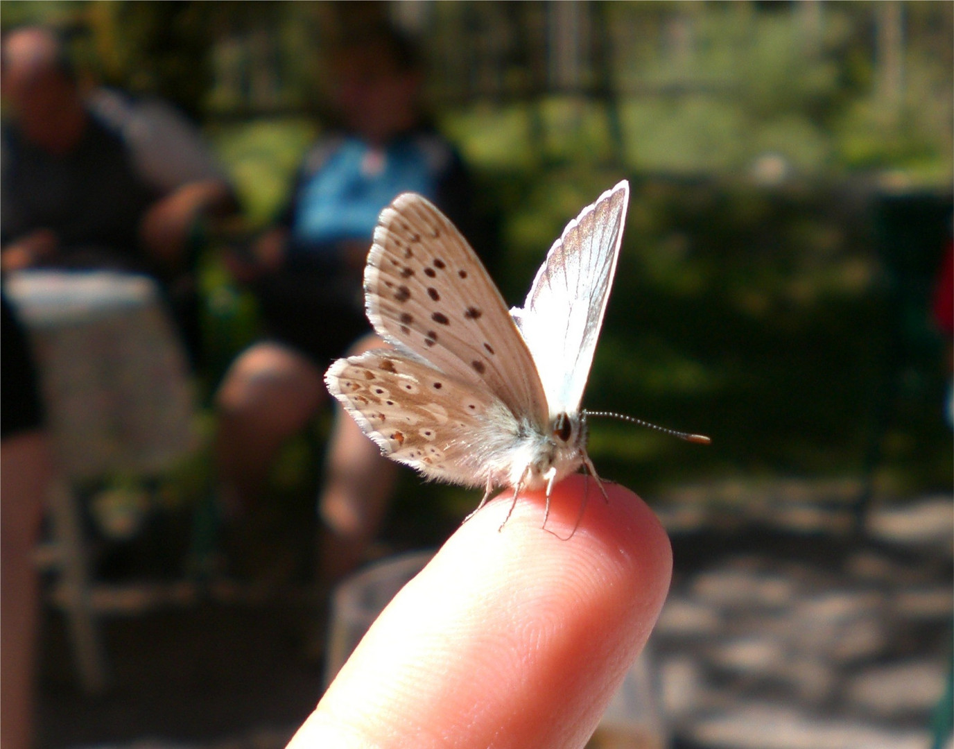 Butterfly on finger-tip
