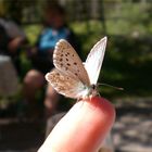 Butterfly on finger-tip