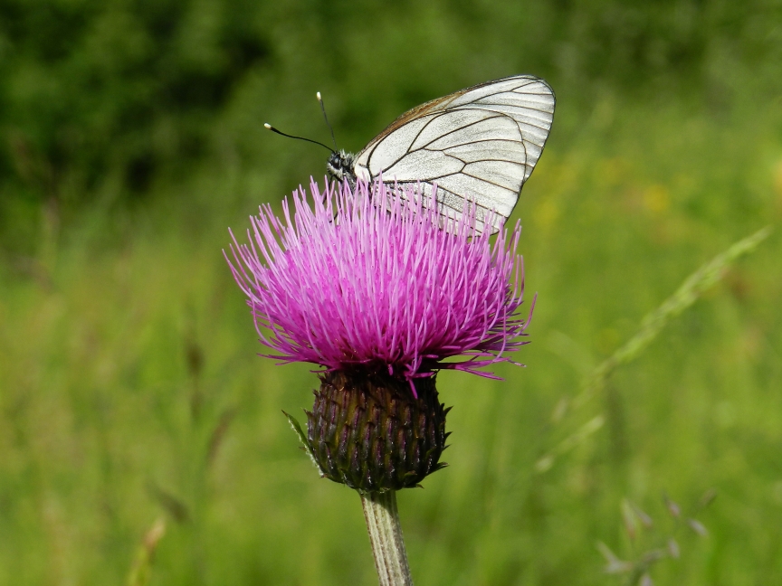 Butterfly on flower