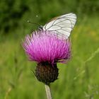 Butterfly on flower