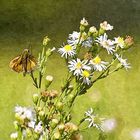 Butterfly on flower