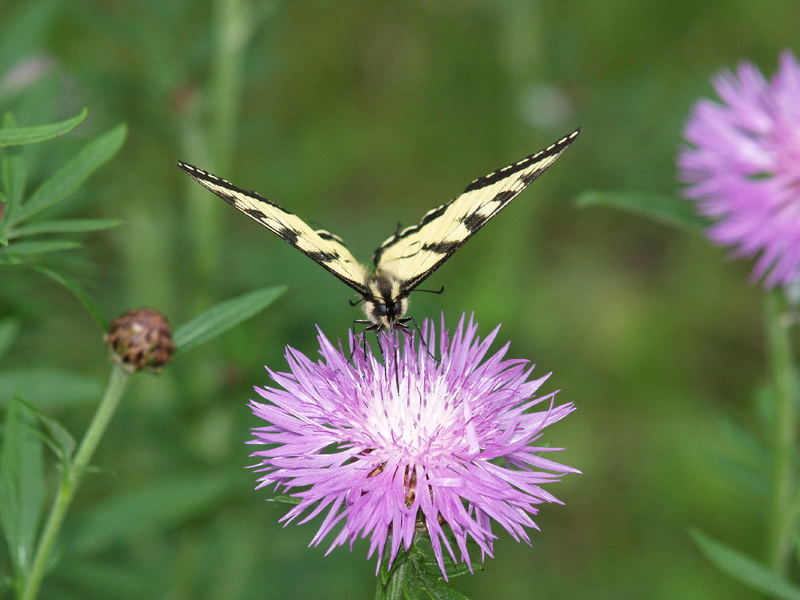 Butterfly on Flower