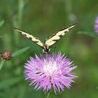 Butterfly on Flower