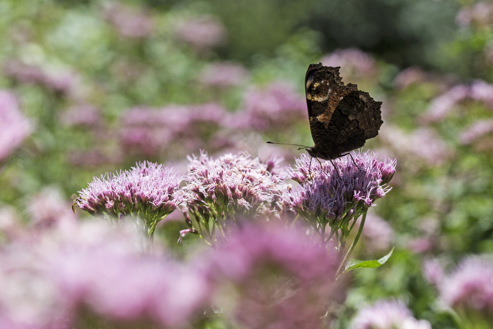 Butterfly on flower