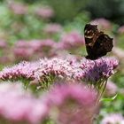 Butterfly on flower