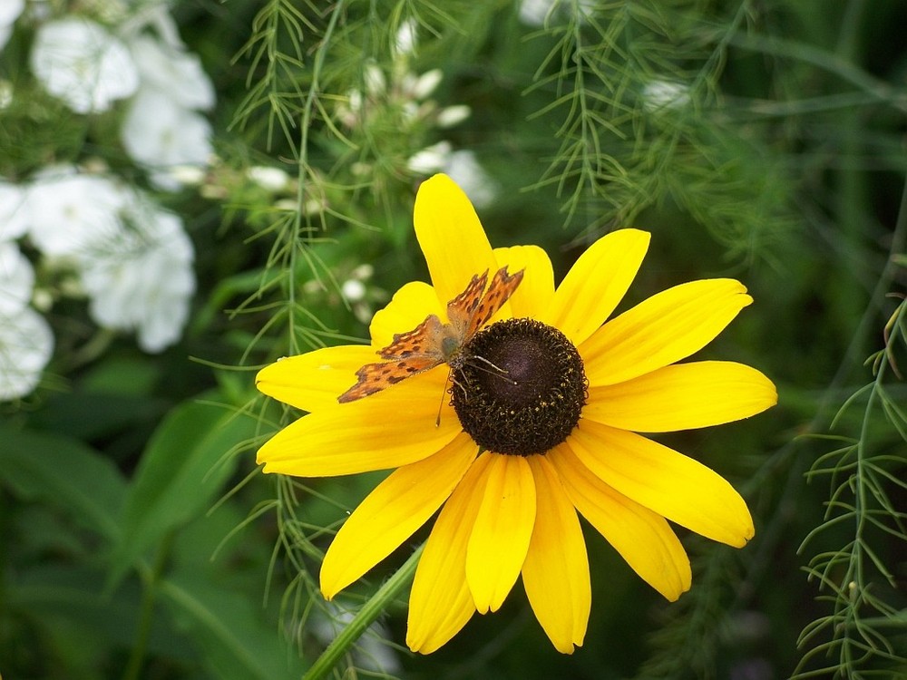 butterfly on flower - motyl na kwiatku 2