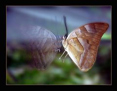 Butterfly on glass