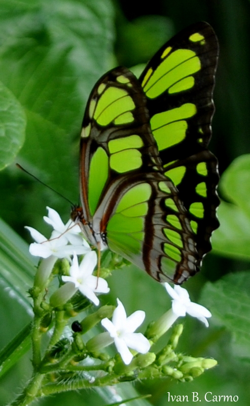 Butterfly on green.
