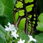 Butterfly on green.