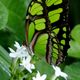 Butterfly on green.