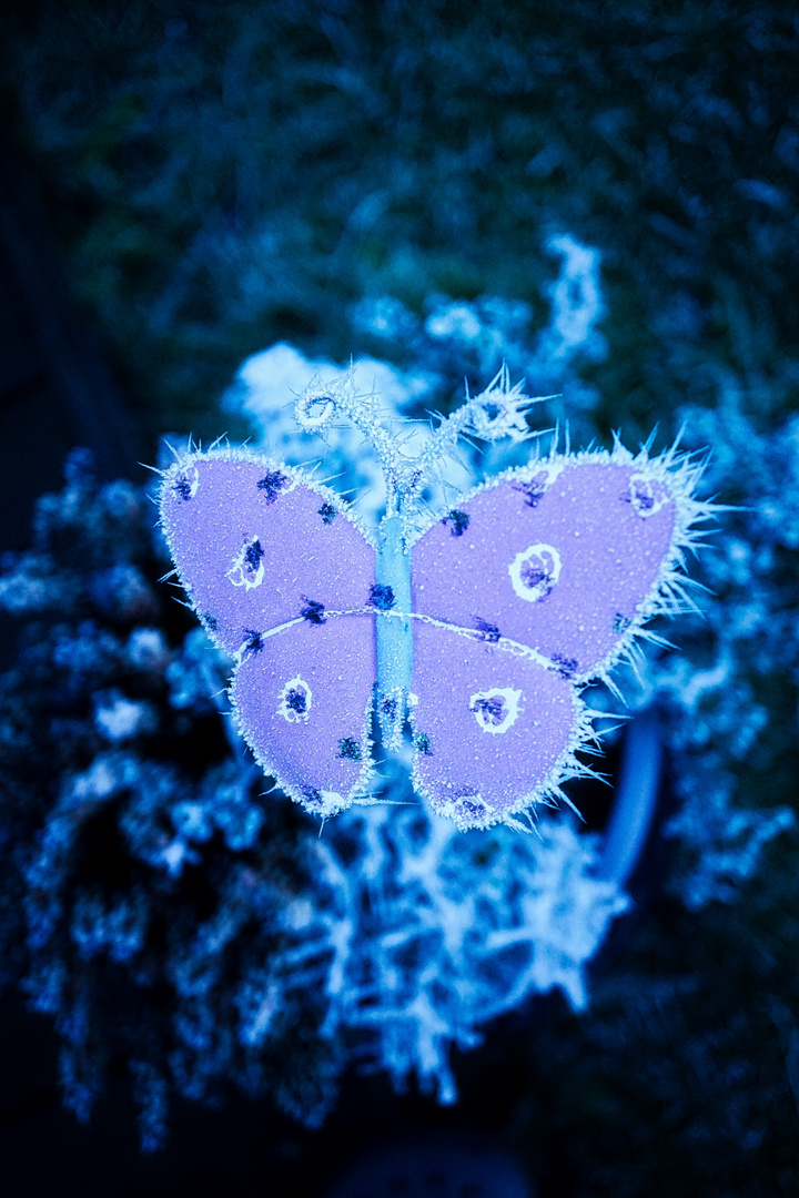 Butterfly on ICE