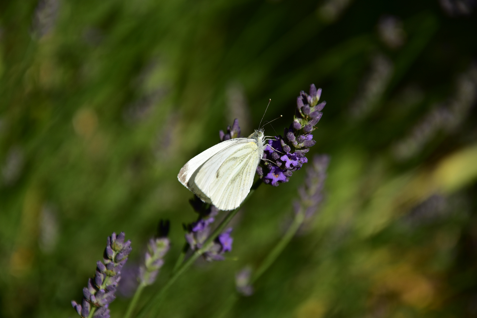 Butterfly on lavander