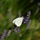 Butterfly on lavander