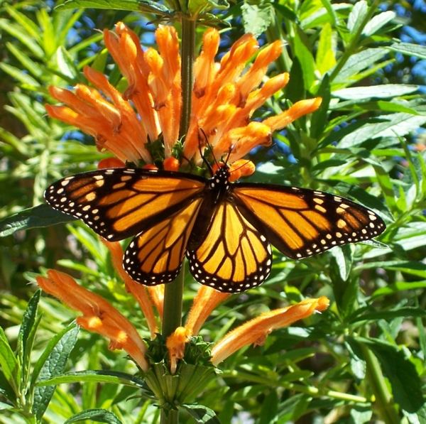 Butterfly on Liontail bush