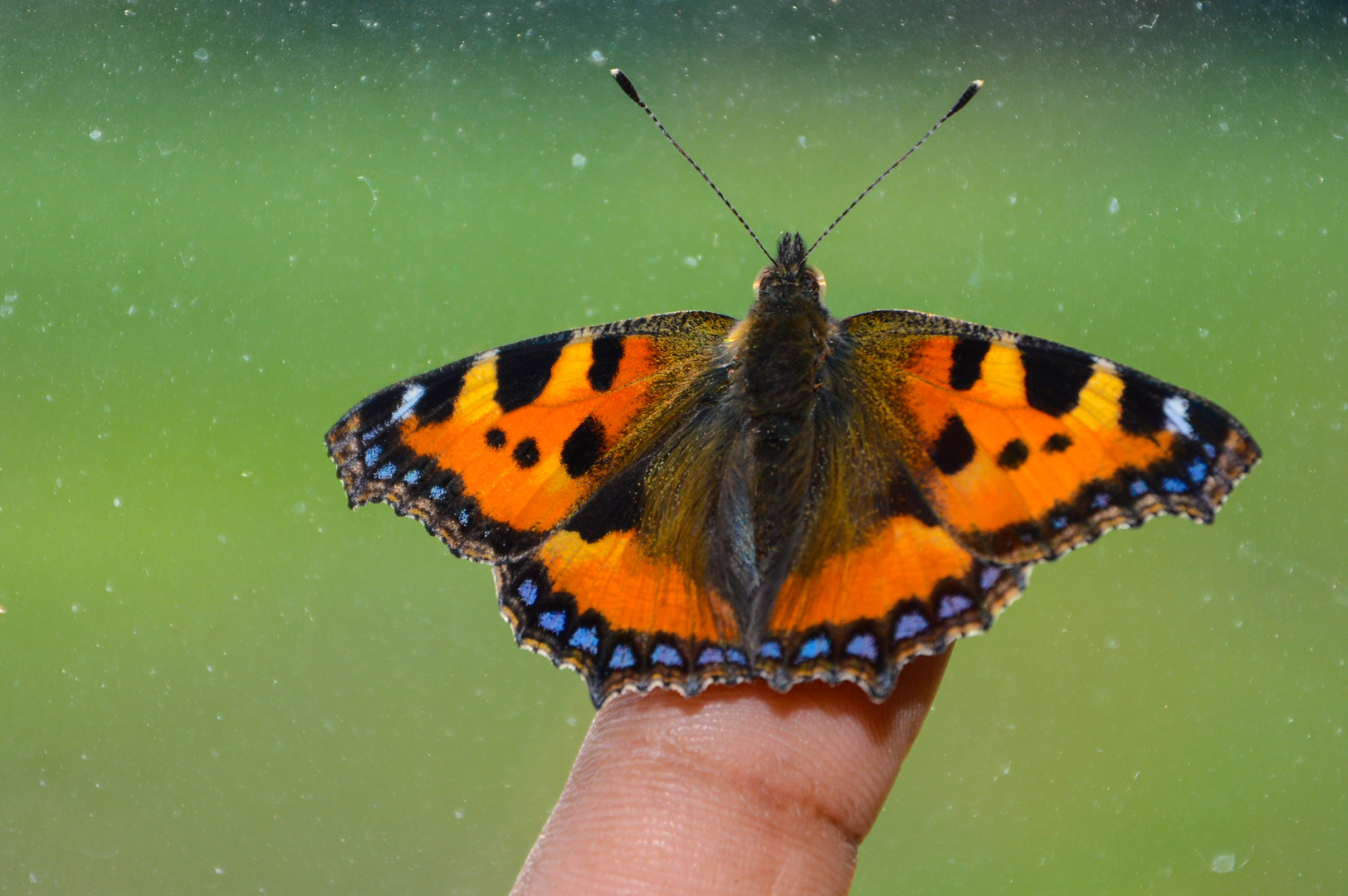 Butterfly on my finger