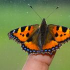 Butterfly on my finger