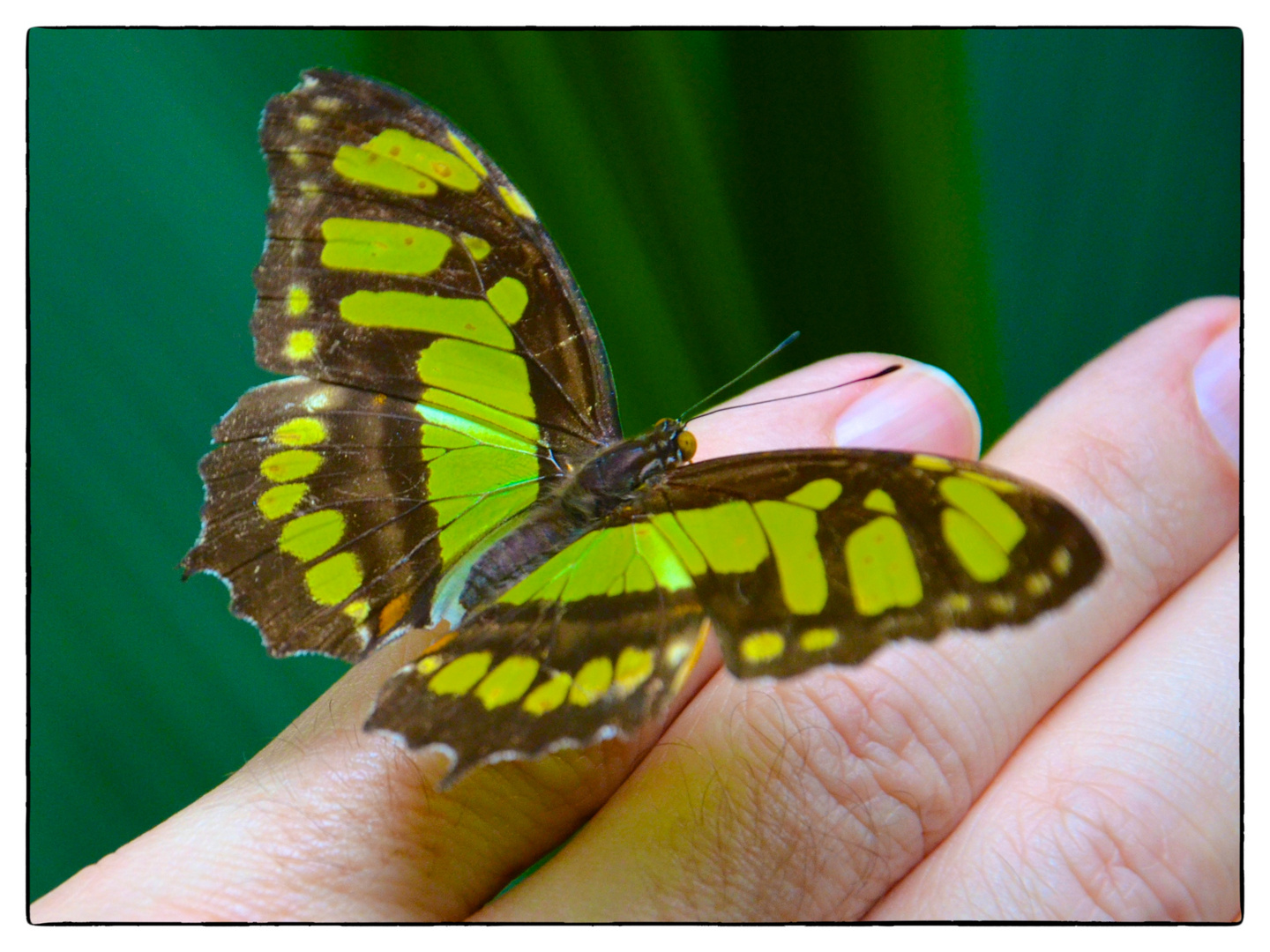 Butterfly on my hand