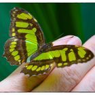 Butterfly on my hand